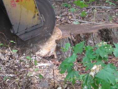 Stump grinding