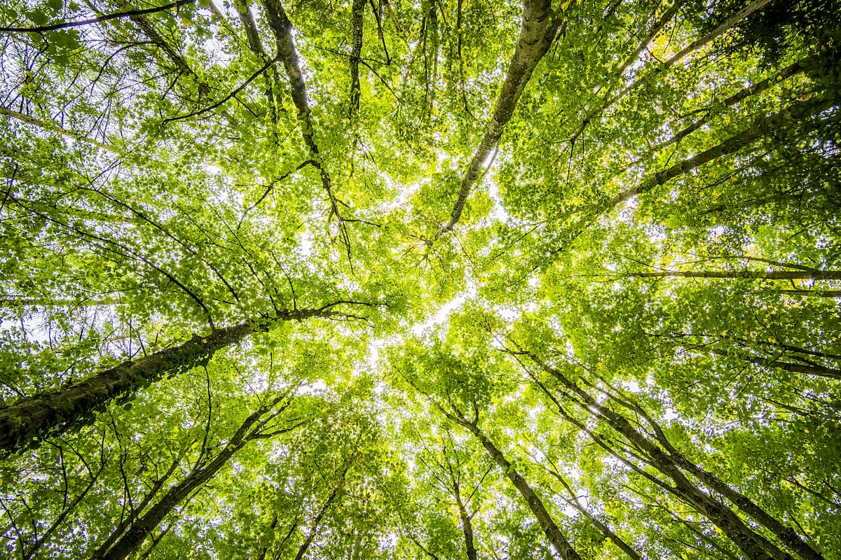 Crowns of trees looking up to the sky