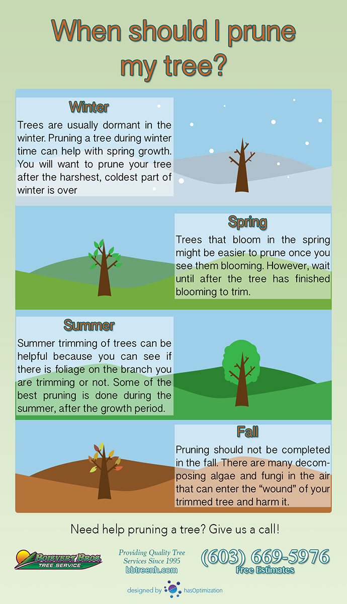 polet udstilling ovn When should I trim or prune my tree? Common pruning times