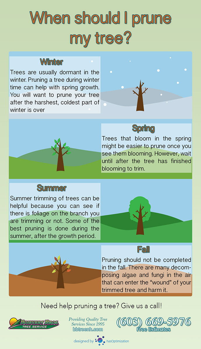 When I trim or my tree? pruning times