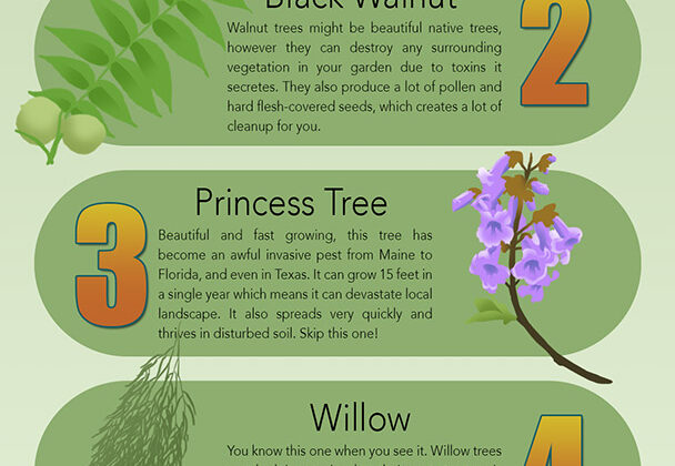 Never plant these 5 trees