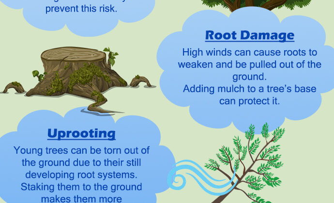 Are your trees prepared for a summer storm?