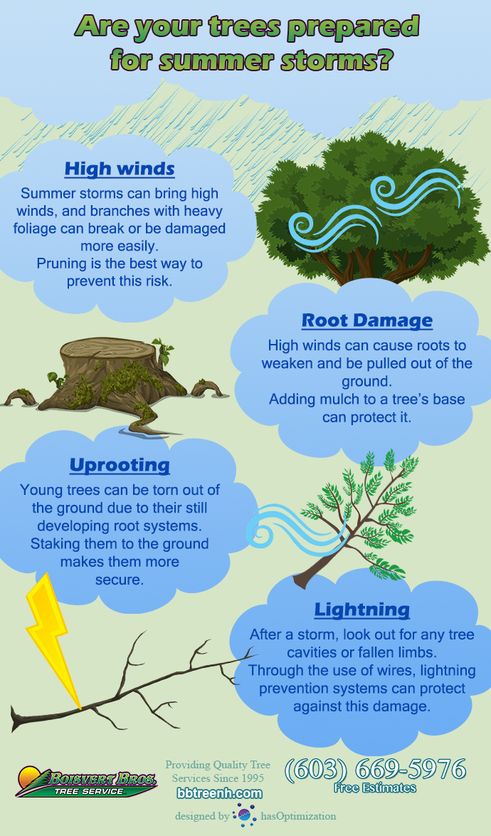 Are your trees prepared for a summer storm? Learn how to prep a tree
