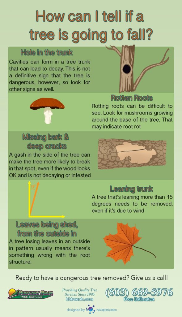 How To Tell If Wood Is Rotten: Spot the Signs Now!