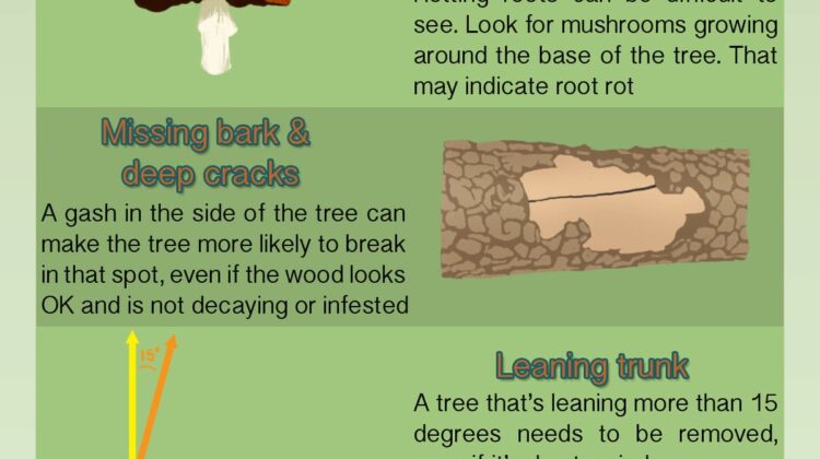 How can I tell if a tree is going to fall?
